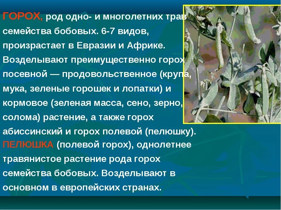 Доклад на тему горох. Семейство бобовые. Презентация по теме горох. Горох как растение описание.