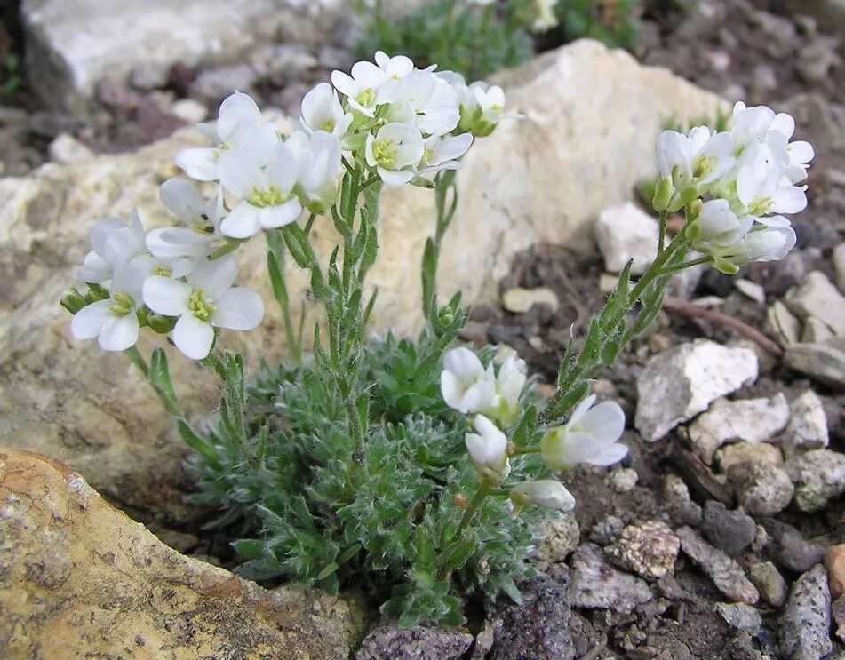 арабис альпийский махровый. арабис альпийский многолетний. резуха альпийская. арабис альпийский. арабис альпийский уход.