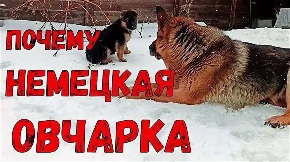 Почему овчарка плохо ест. Почему овчарка плохо ест