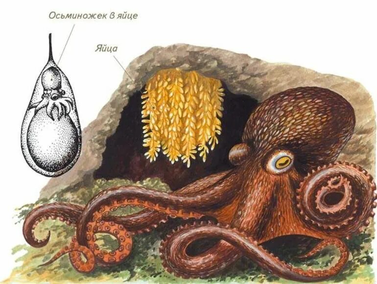 Развитие головоногих. Головоногие моллюски размножение. Осьминог Аргонавт размножение. Размножение и развитие головоногих моллюсков. Размножения головоногих осьминог.