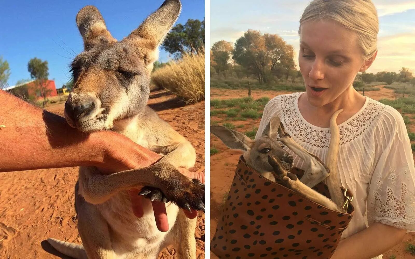 Исполинский кенгуру тип развития. Кенгуру Джози. Мама Джози кенгуру. Игрушка кенгуру Джози. Гигантские кенгуру вымершие в Австралии.