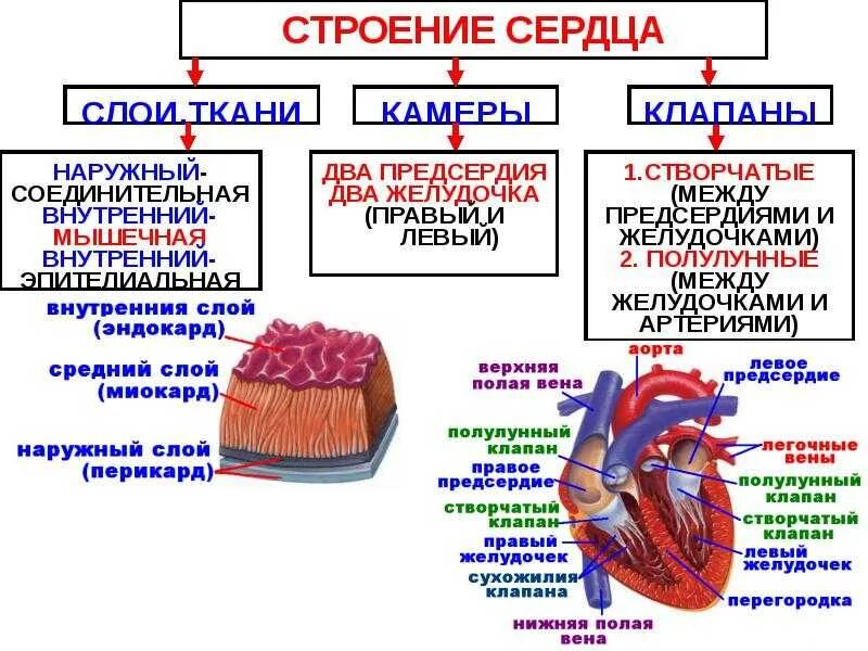 Сердце строение и функции. Таблица строение сердца 8 класс биология. Строение сердечной мышцы анатомия. Строение сердца таблица 8 класс. Сердце образовано клетками