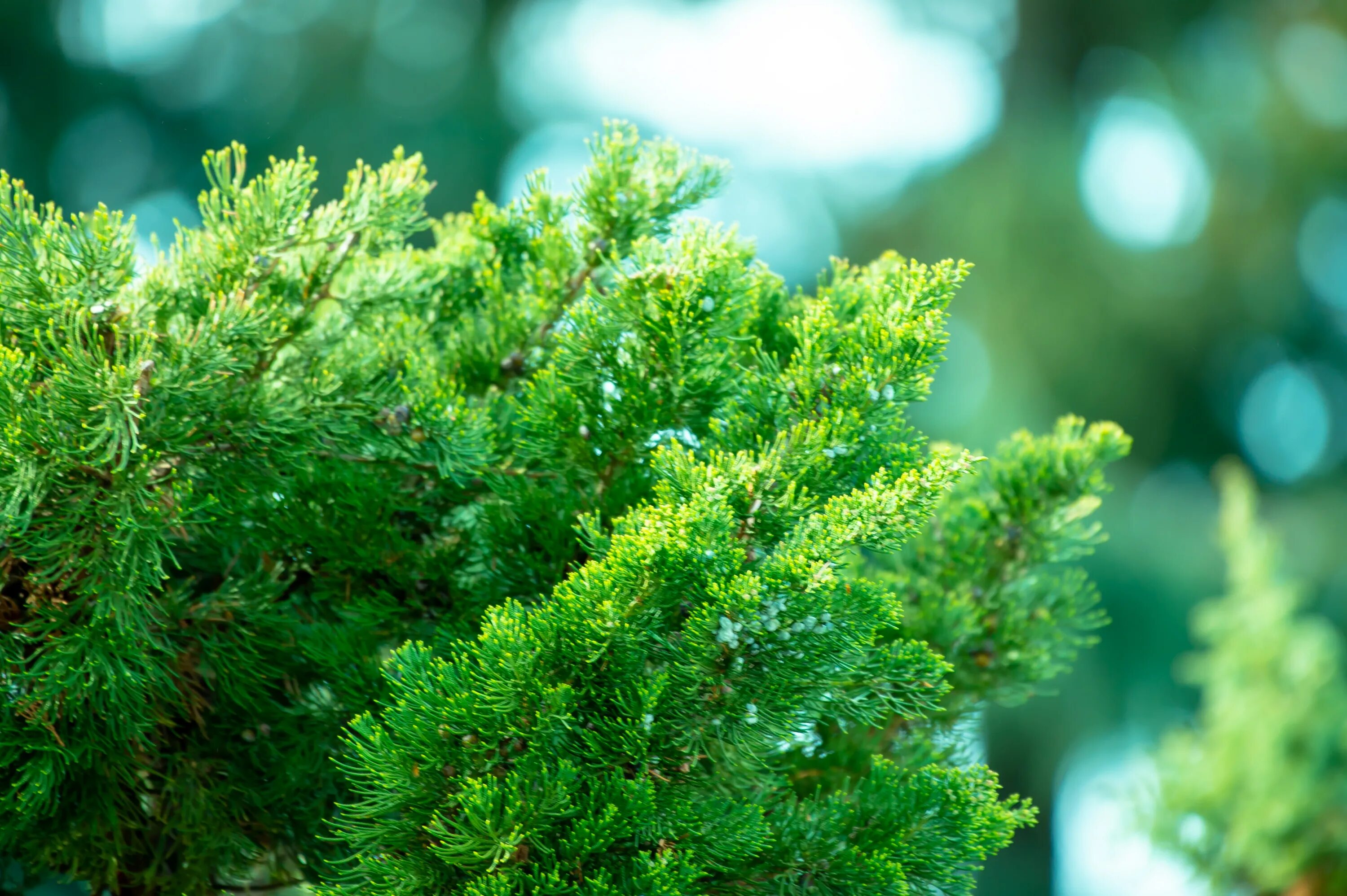 Хвоя туи. Туя Корник хвоя. Кипарис вечнозеленый (Cupressus sempervirens).