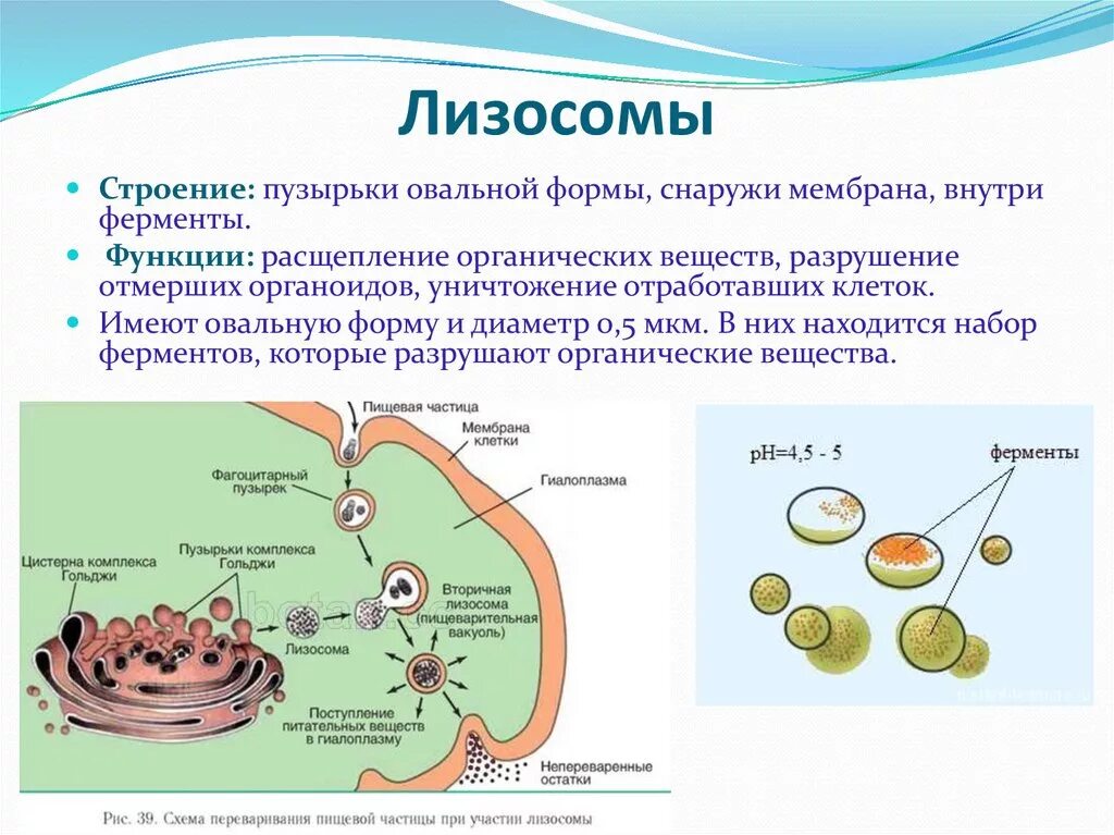 Ферменты лизосом синтезируются в