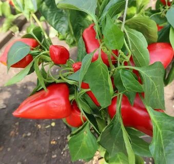Перец египетская сила характеристика и описание сорта