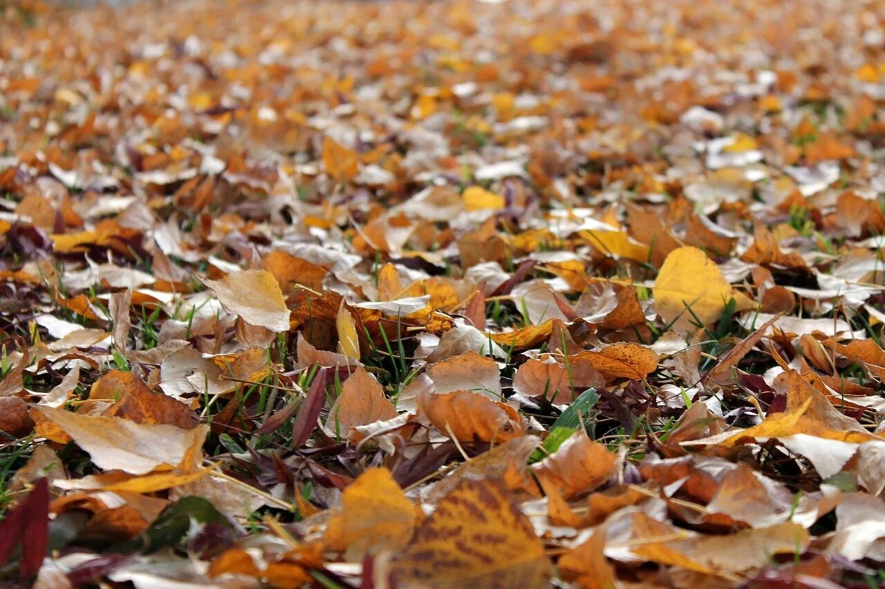 Даже самой теплой осенью листья. Осенние листья на земле. Листва на земле. Осень листва. Осень земля.