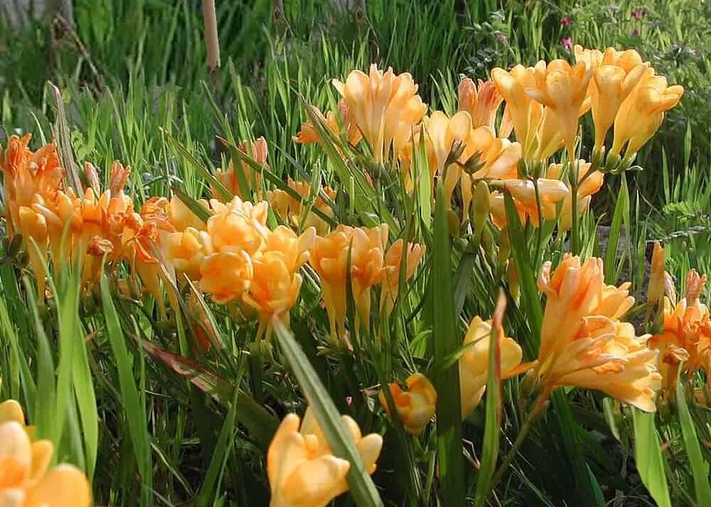 Фрезия выращивание. Луковичные многолетники фрезия. фрезия (freesia). луковичный цветок фрезия. фрезия клубневая.