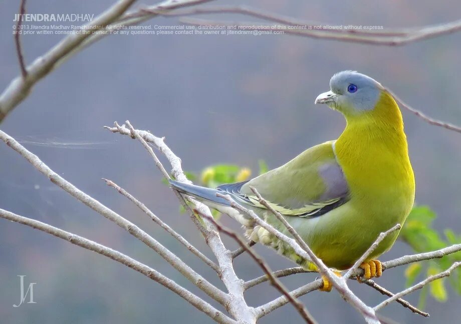 Голубое и зеленое читать. Японский зеленый голубь. Желтобрюхий зеленый голубь. Салатовый голубь. Толстоклювый зелёный голубь.