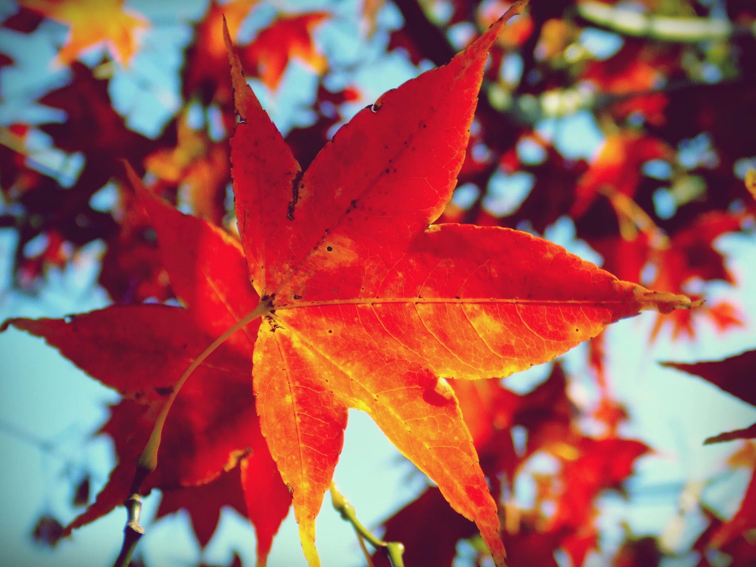 Картинки осенних листьев. Клен Red Maple Leaf. Maple кленовый лист. Кленовый лист яркий. Красивые листья клена.