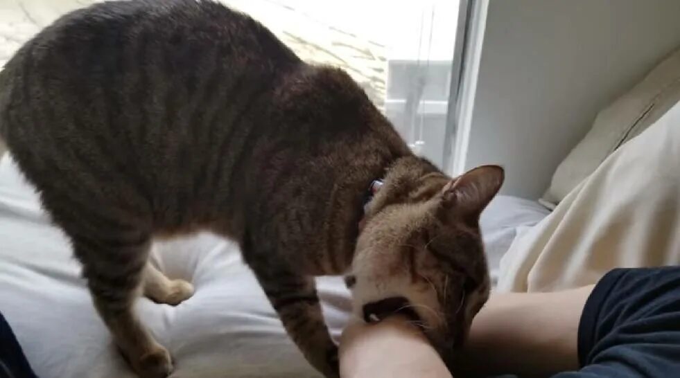 Почему кот нападает на кошку. Кот нападает. котенок нападает.