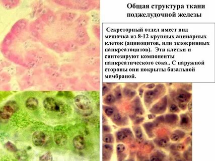 Синтезируются в клетках печени ответ