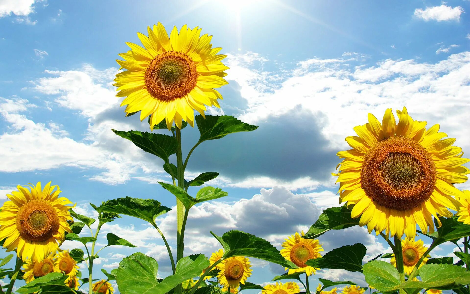 Украина поле Подсолнухи. Подсолнух цветок. Солнечный цветок. Подсолнух цветок солнца. Подсолнухи солнечный