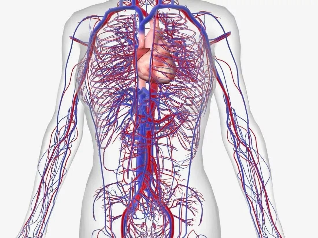 Сосудистая система человека образована сосудами трех. Сосудистая система человека анатомия венозная. Венозная кровеносная система. Кровяная система человека.