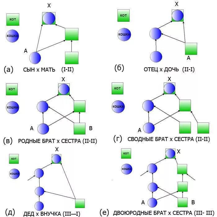 виды инбридинга. родственный подбор при работе с линией по направленности инбридинга. инбридинг собак схема. инбридинг схема. инбридинг примеры.