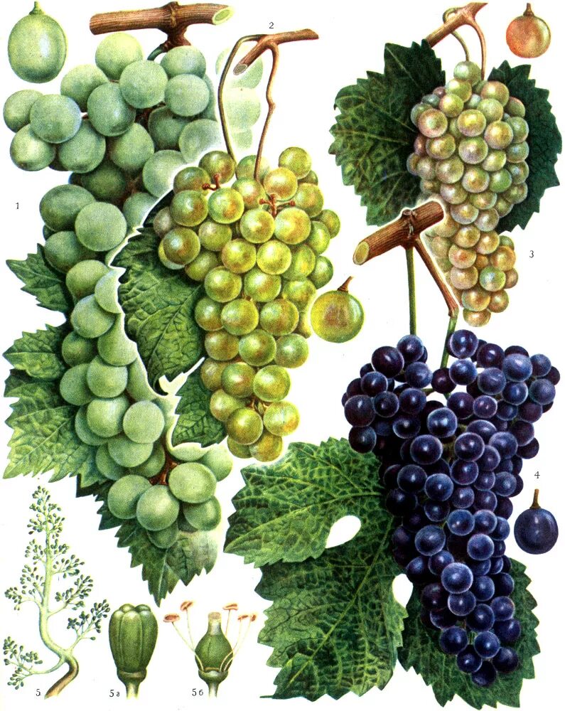 В виде виноградных гроздей. Мускат Александрийский виноград. Алиготе виноград. Хаджимурад виноград. Лемнио виноград.