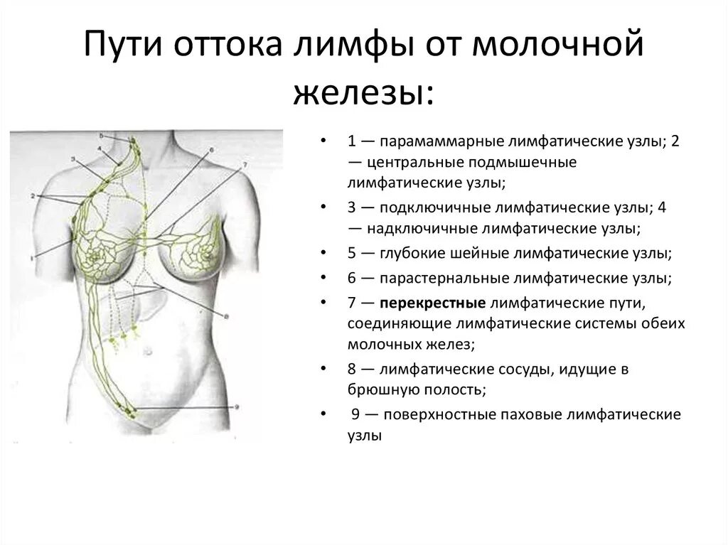 Лимфоузлы под мышками расположение у женщин. Аксиллярные лимфоузлы молочной железы. Аксиллярные лимфоузлы в молочной железе что это такое. Лимфатическая система молочной железы топографическая анатомия. Аксиллярные подмышечные лимфоузлы.