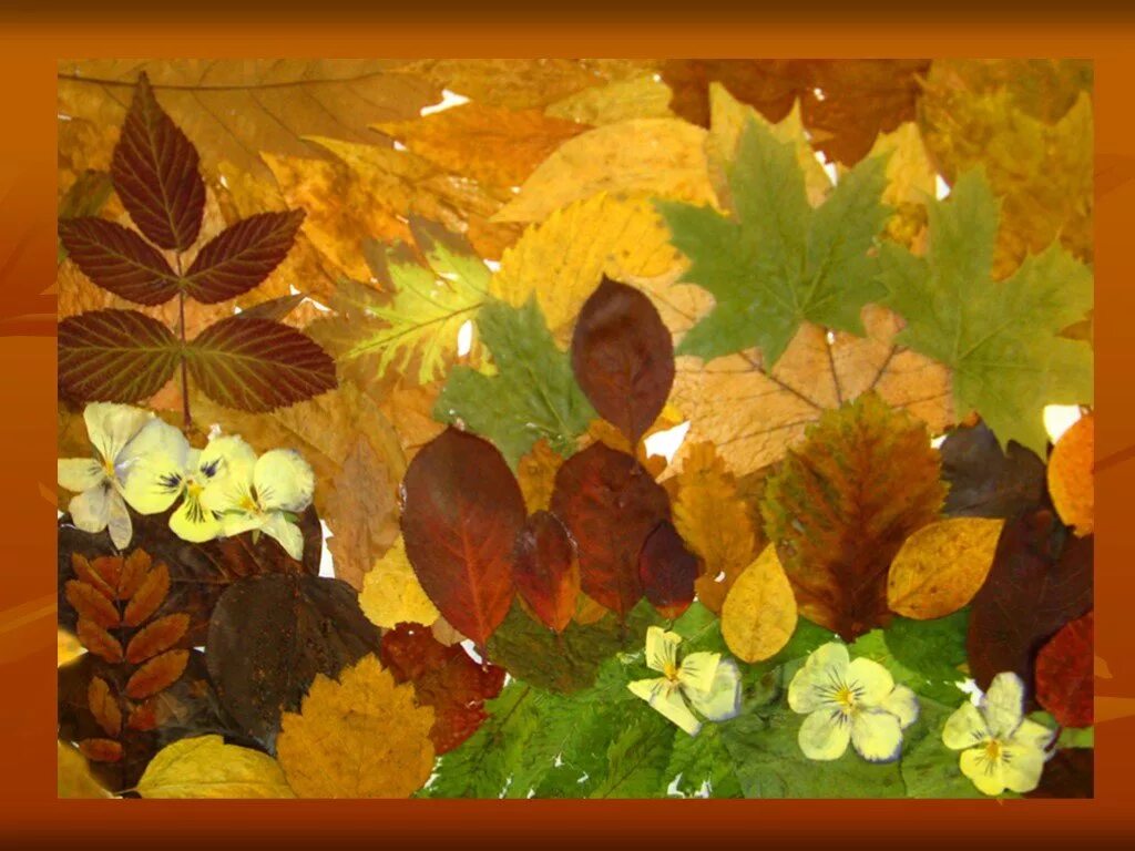 Аппликация из осенних листьев. Лес из осенних листьев. Лес из осенних листьев. Поделки из листьев березы. Дерево из листьев поделка.