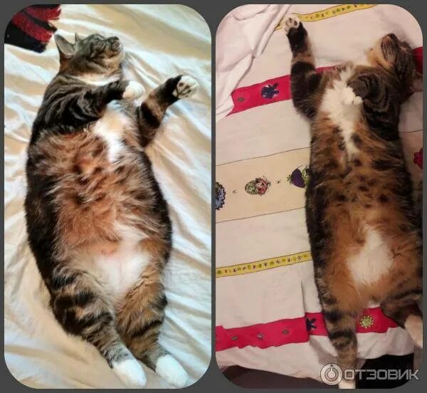 Кот сильно похудел плохо есть. Кот к похудение. исхудавшие коты. котик худеет. как похудеть коту.