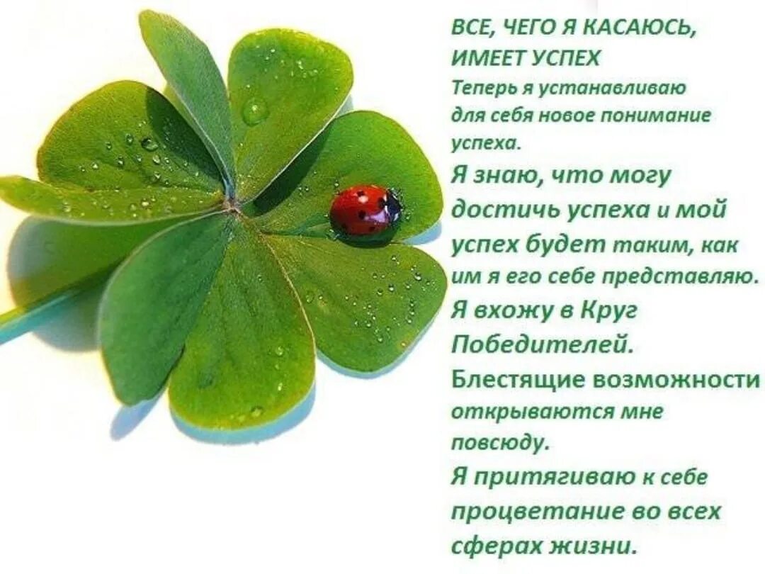 Клевер символ удачи. Изображения приносящие удачу. Клевер для привлечения денег и удачи. Клевер листок удачи. Аффирмации на удачу и деньги