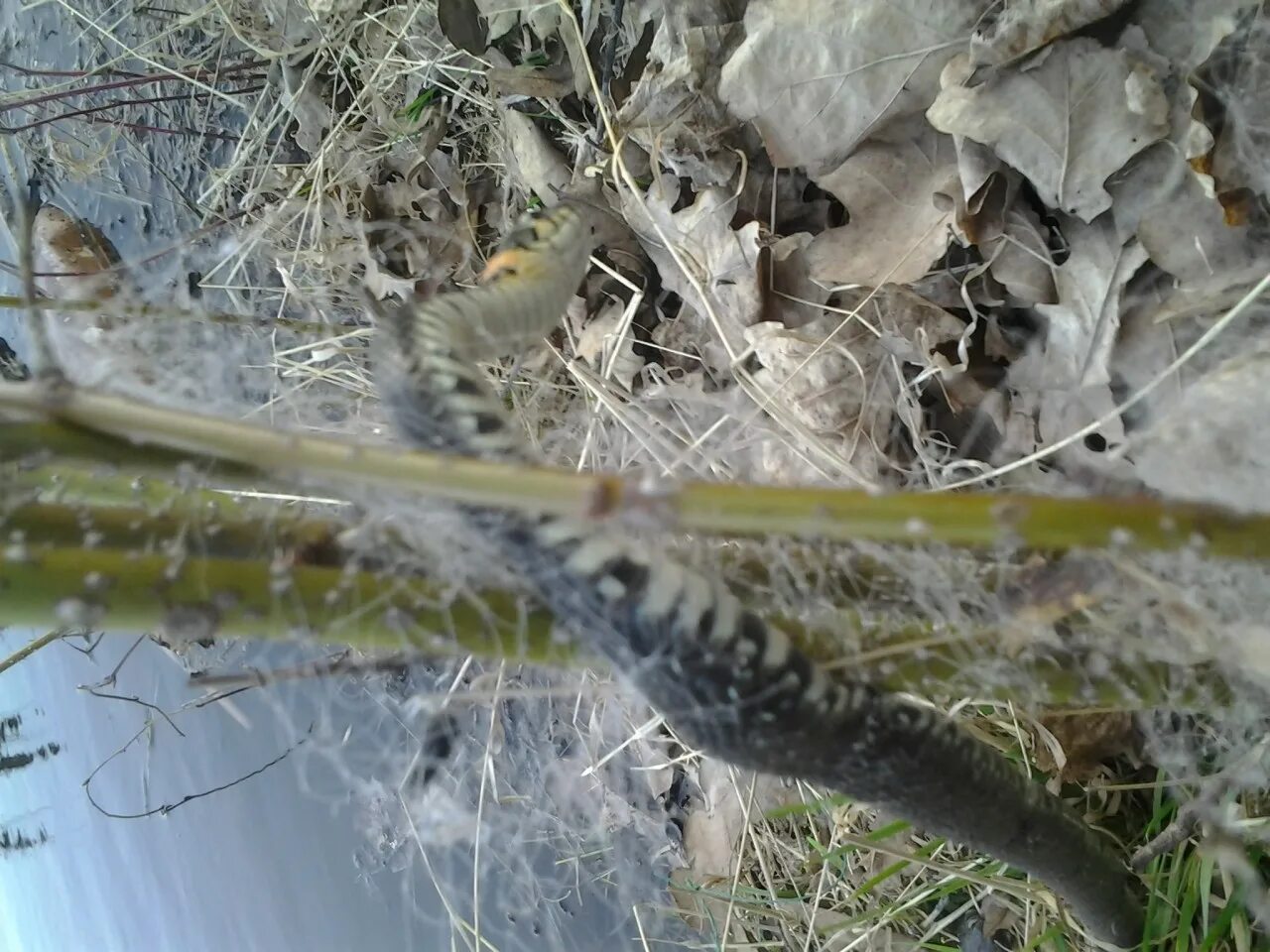 уж спас. уж обыкновенный чешуя. черный уж. животные рептилии. змея гадюка болотная.