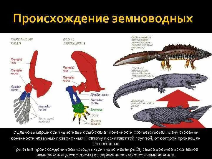 Объясните происхождение земноводные. Происхождение земноводных. Происхождение зе новодных. Происхождение земноводных амфибий. Происхождение современных амфибий.