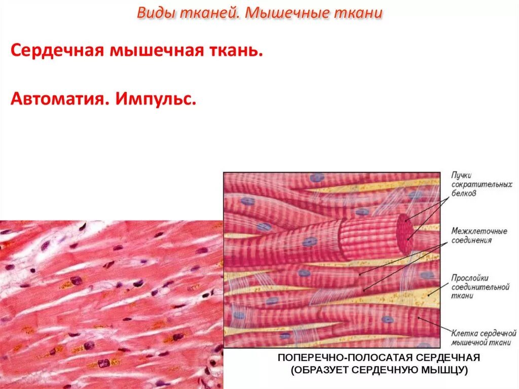 Сердечная мышечная ткань рисунок. Поперечно-полосатая мышечная ткань Электронограмма. Гладкая мышечная ткань Электронограмма. Сердечная мышечная ткань Электронограмма. Сердечная мышечная ткань гистология Электронограмма.
