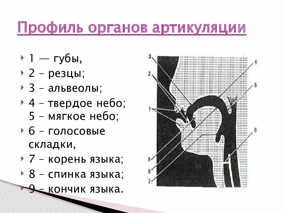 Профиль органов артикуляции. Строение органов артикуляции. Схематический профиль органов артикуляции. Система артикуляции