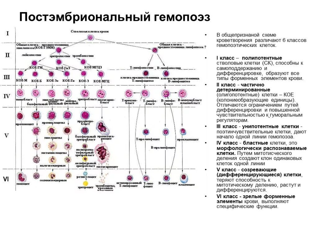 Обеспечивает кроветворение. Кровь схема кроветворения по и.л Черткову а.и Воробьеву. Унитарная теория кроветворения схема. Схема образования клеток крови. Таблица формирования клеток крови.