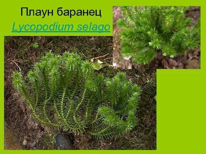 Плауны примеры. Плауны примеры