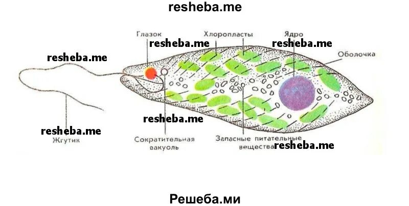 Выпишите номера признаков характерных для эвглены зеленой. Выпишите номера признаков характерных для эвглены зеленой. Жгутиковые эвглена зеленая. Выпишите номера признаков характерных для эвглены зеленой. Пищеварительная вакуоль у эвглены.