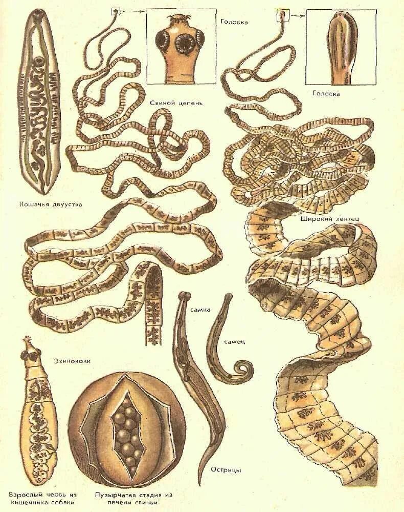 Чем представлены черви. Гельминты паразитические черви. Кишечные паразиты черви. Черви паразиты человека и глисты.