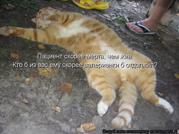 Смешные картинки про котов с надписями. Смешные картинки с котами и надписями. Рыжий кот юмор. Скоро голод