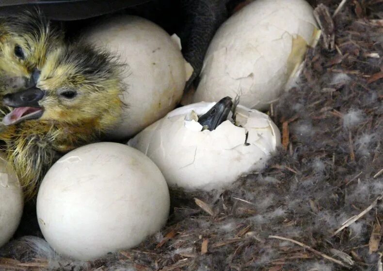 Сколько сидит гусыня. Гусыня высиживает яйца. Инкубация утки голубой Фаворит. Гусиные яйца гусята. Утята вылупляются.