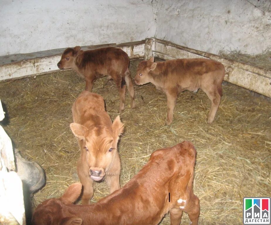 Авито ру телята манасе. Телята дагестан. Телята дагестан. Телята дагестан. Корова в кавказе.
