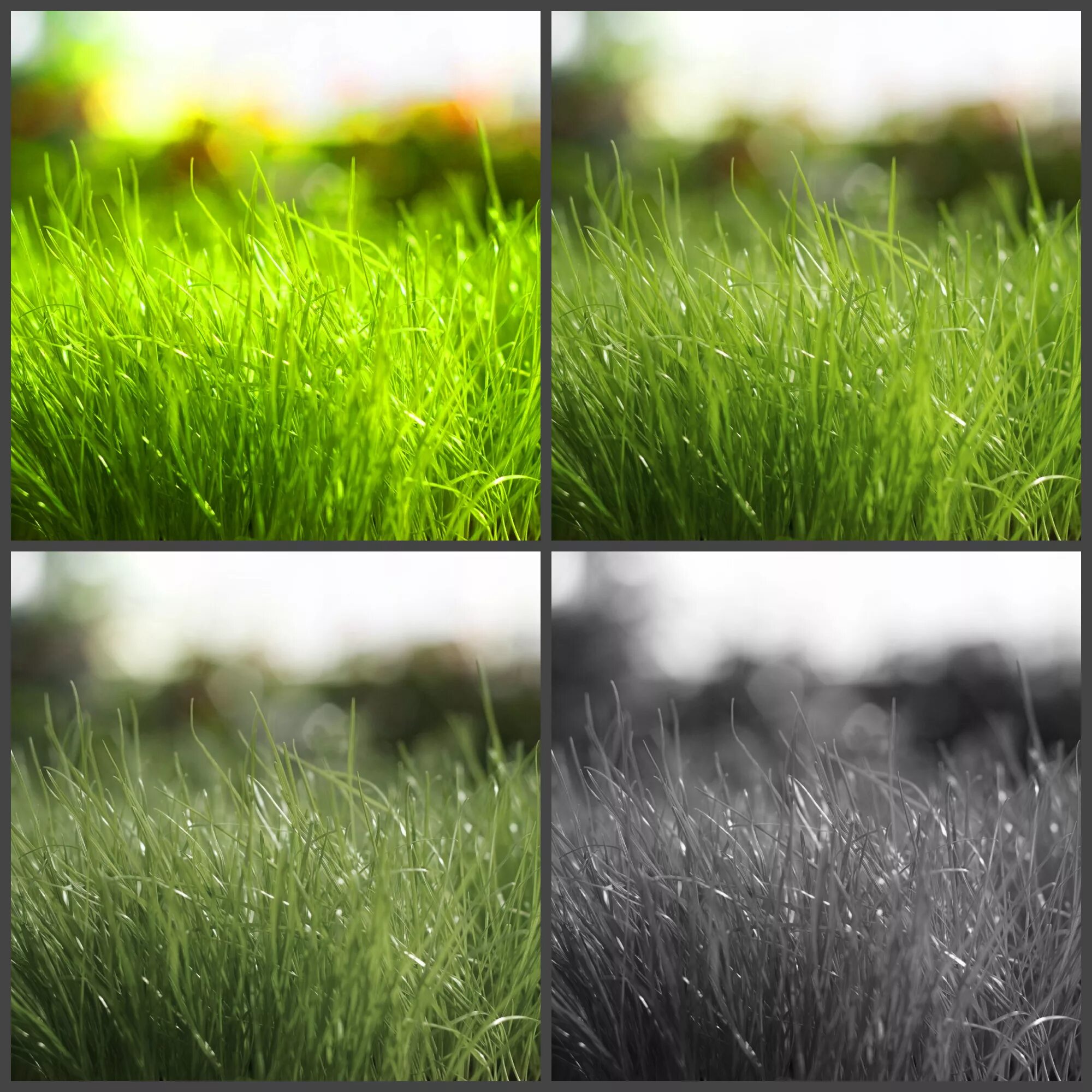 Цвет ранней травы. Зеленая трава. Зеленее травы. Зелёная трава у дома. Ранняя трава.