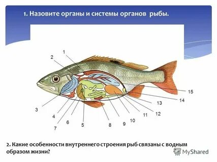 Схема строения системы органов