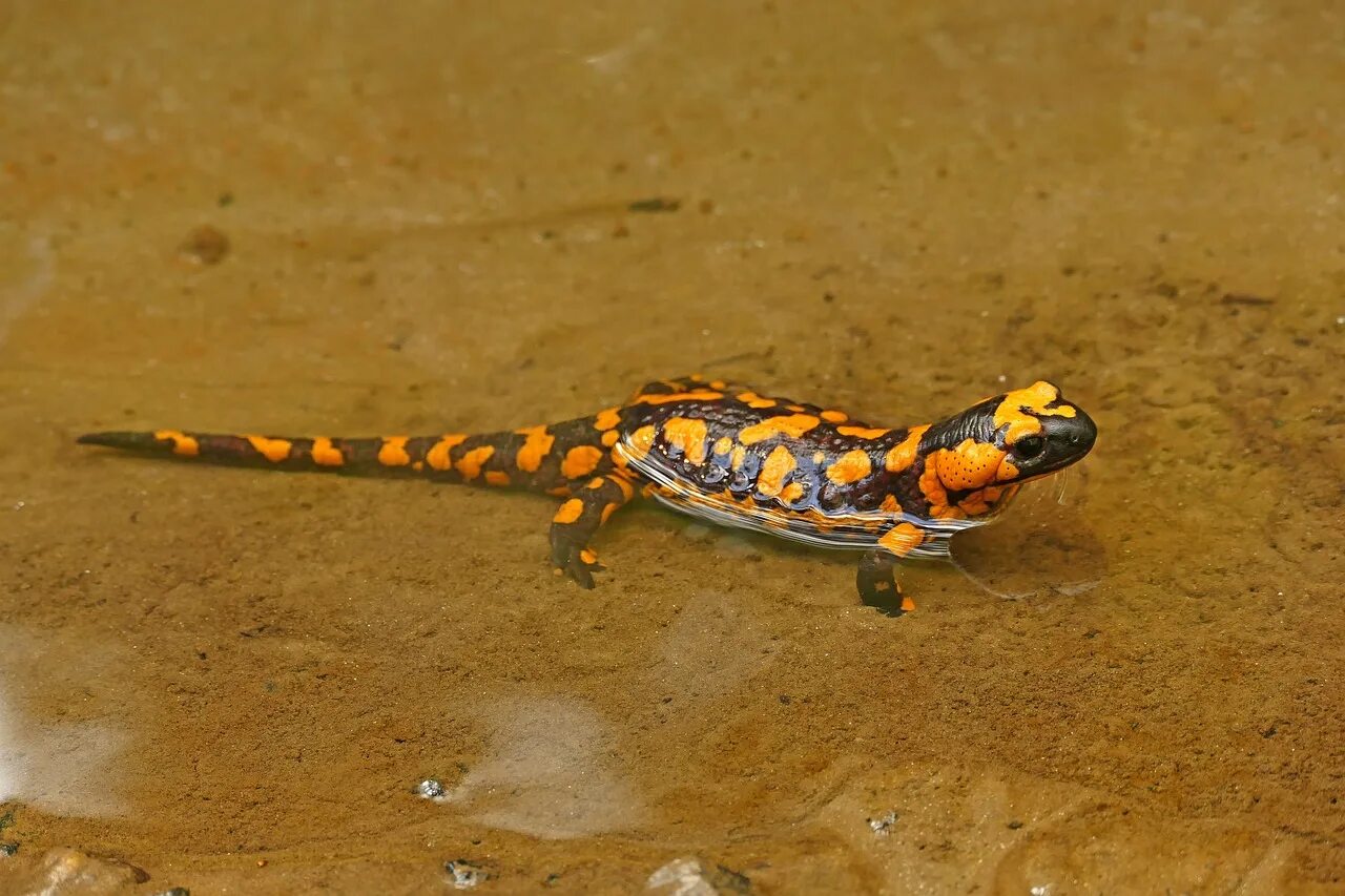 Огненная ящерица. Огненная саламандра Salamandra Salamandra. Саламандра — Огненная ящерица. Огненная саламандра хвостатые земноводные. Шестилапая саламандра.