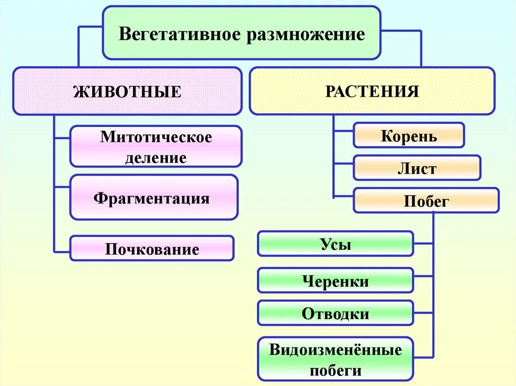 Назовите тип размножения