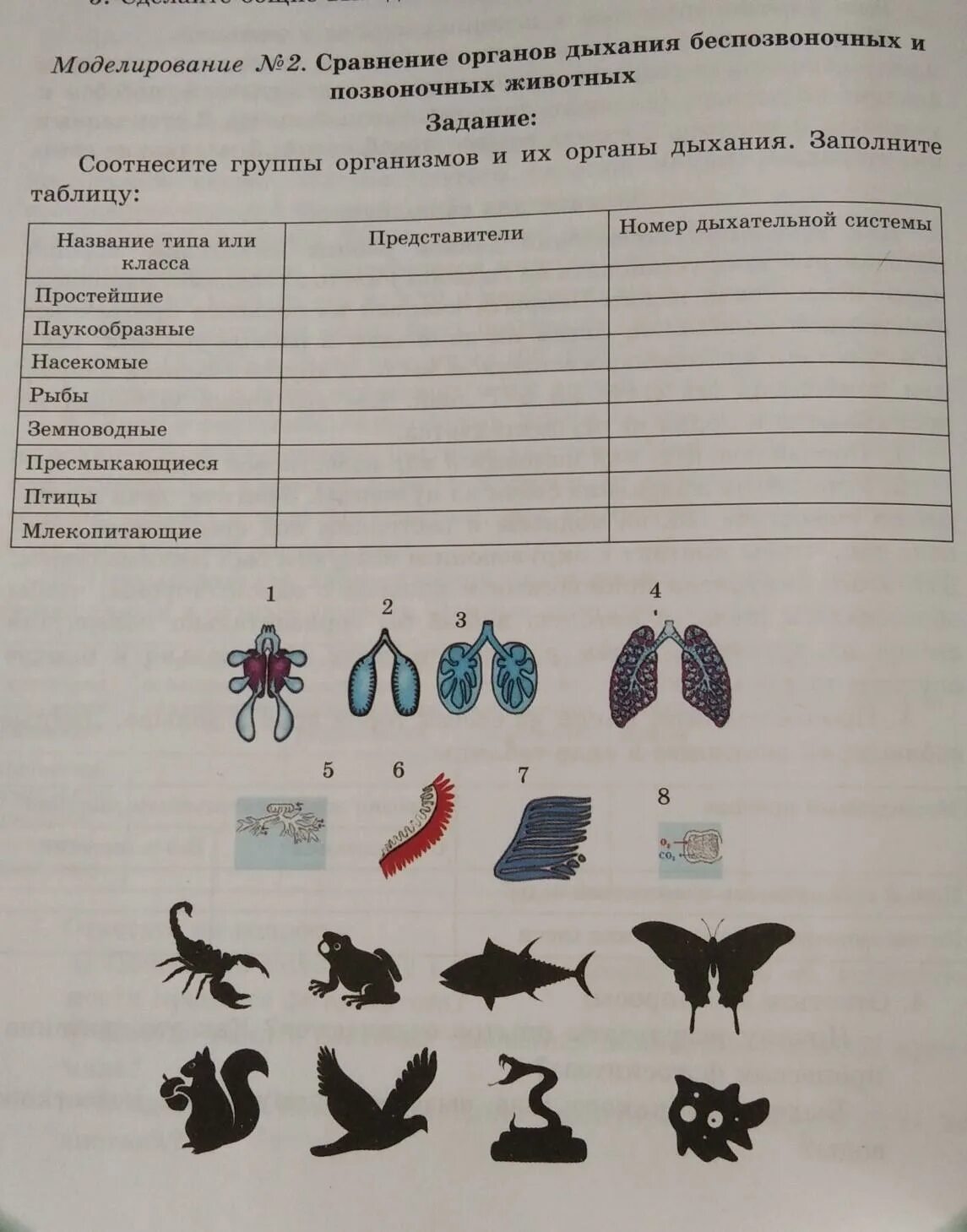 Заполните таблицу строение легких позвоночных животных. Заполните таблицу строение легких позвоночных животных