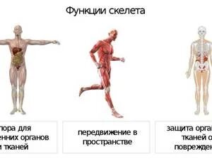 Функция костей скелета человека. Основные функции скелета. функции скелета опора. 3 функции скелета. функции скелета 2 класс.