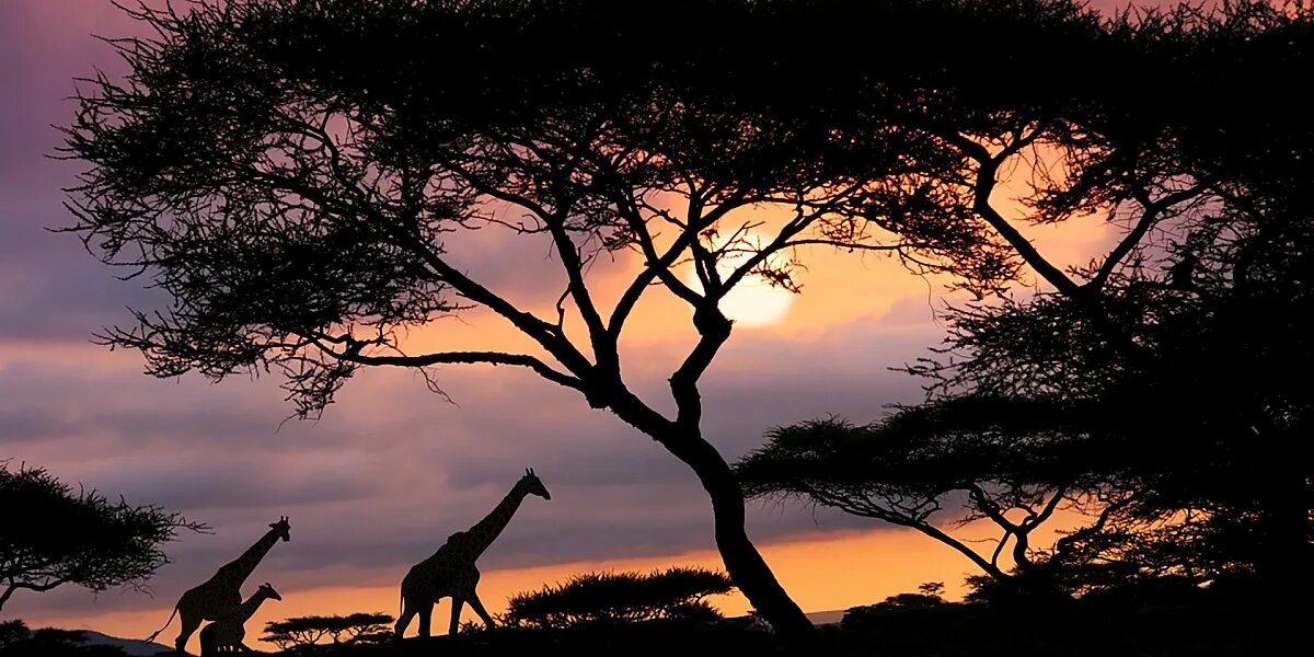 Каждое утро в африке. Саванна Серенгети Танзания. Национальный парк Серенгети в Африке. Национальный парк Серенгети, Танзания закат. Серенгети Танзания дерево.
