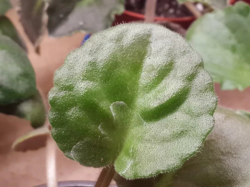 Фитофтора сенполии. Мучнистый червец на фиалках. Фитофтороз фиалок. Фитофтора сенполии. Мучнистая роса на сенполиях.