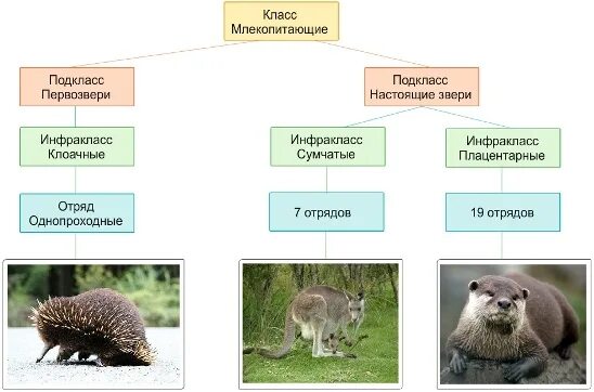 Класс млекопитающие подкласс Первозвери подкласс настоящие звери. Подкласс Первозвери отряд однопроходные. Подкласс сумчатые отряды. Систематика млекопитающих 7 класс биология.