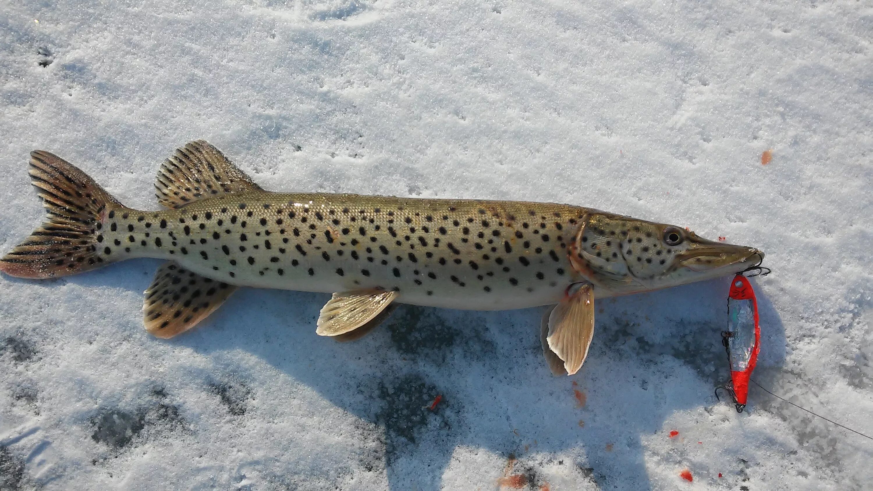 Обыкновенная щука (Esox Lucius). Амурская пятнистая щука. Амурская леопардовая щука. Щука альбинос.