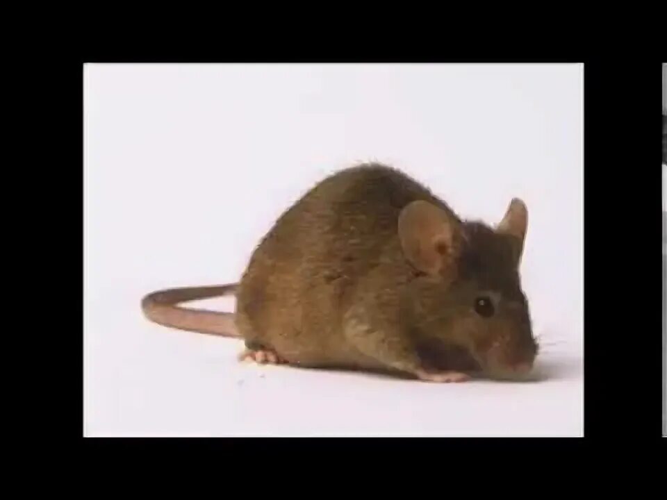 Карточки с животными мышь. Речь мышки. Загадка про мышь. Речь мышки. Речь мышки.