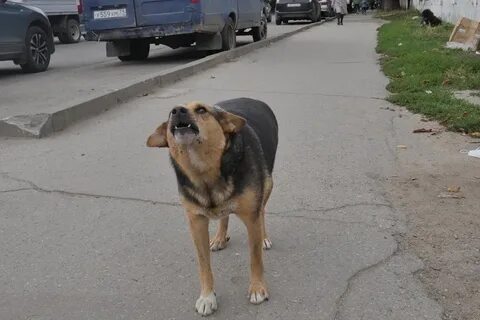 Собаки новости