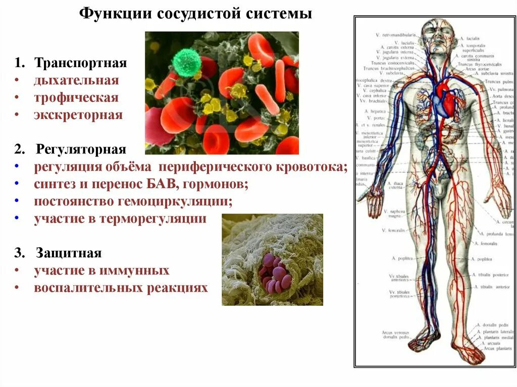 Анатомия строение кровеносной системы. Основные функции кровеносной системы человека. Кровеносная система функции системы. Функции сердечно сосуд системы. Роль кровообращения в организме