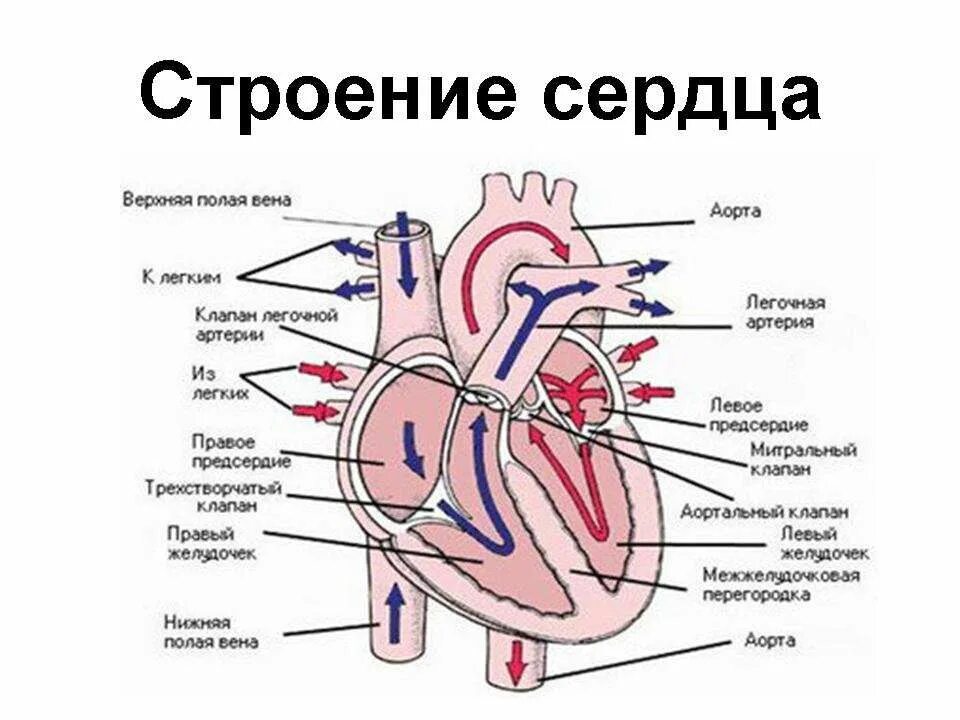 Строение и работа сердца. Строение сердца человека схема клапаны. строение сердца человека рисунок. строение сердца человека с подписями. сердце человека картинка строение с описанием.