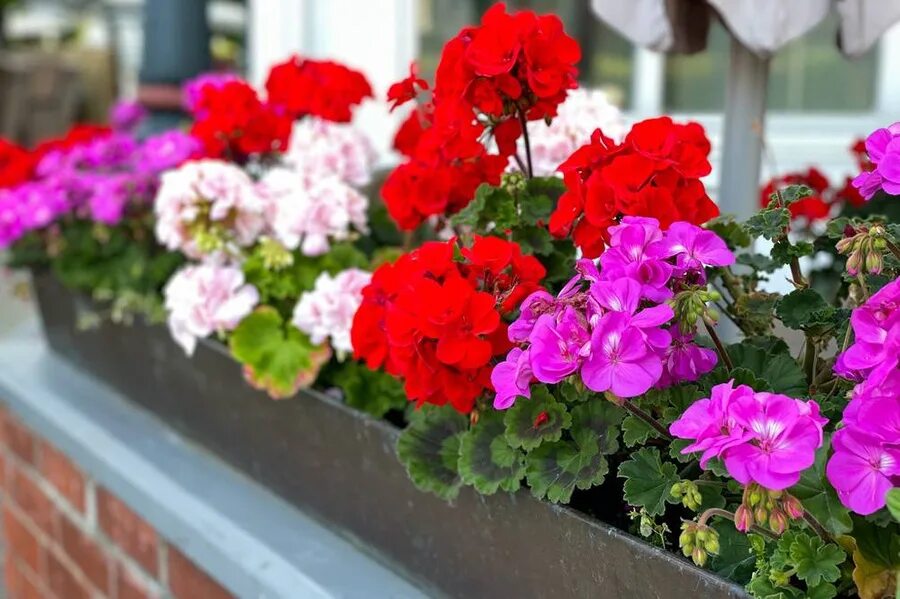 Герань Лесная (Geranium sylvaticum). Балконные цветы неприхотливые. Обои для рабочего стола герань у дома. DFS Flowers - Geranium Basket.