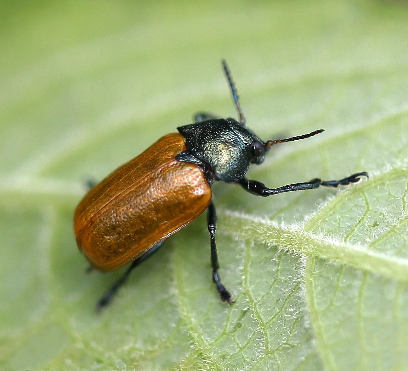 The family of the Cantharidae is represented in Europe by 103 Species in 9 gener